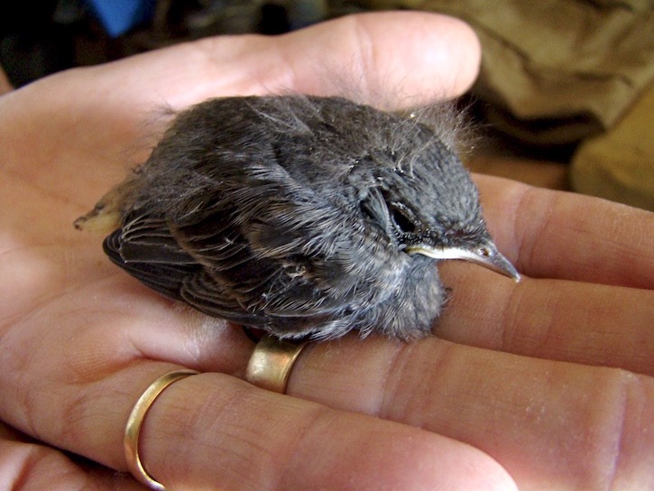 black redstart